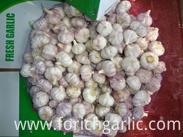 Fresh Garlic New Crop